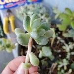 Sedum allantoides Lehti