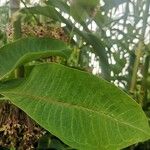 Asclepias speciosa Hoja