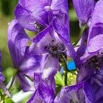 Aconitum variegatum Kvet