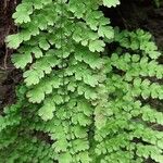 Adiantum raddianum Leaf