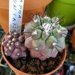 Copiapoa montana Leaf