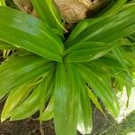 Pandanus dubius Leaf