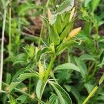 Barleria eranthemoides Frunză