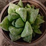Haworthia cymbiformis Yaprak