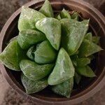 Haworthia cymbiformis Blad