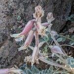 Astragalus mollissimus Квітка
