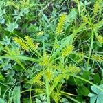 Cyperus hermaphroditus Feuille