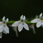 Lobelia spicata Květ