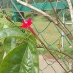 Ipomoea quamoclitফুল