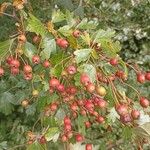 Crataegus laevigataFruit