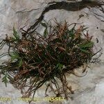 Asplenium seelosii Агульны выгляд