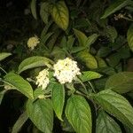 Lantana canescens Лист