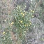 Ulex parviflorus Levél