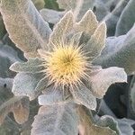 Centaurea seridis Virág