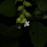 Priva lappulacea फूल