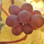 Vitis vinifera फल