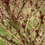 Cercis chinensis Кветка