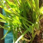 Bulbine frutescens Leaf