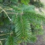 Abies nordmanniana برگ