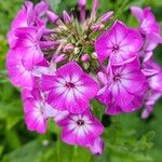 Phlox drummondii Flower