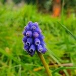 Muscari neglectumFlower