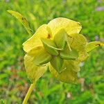 Helleborus odorus Flower