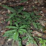 Adiantum vogelii Leaf