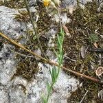 Linaria aeruginea Fulla