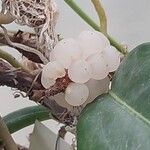 Anthurium scandens Fruto