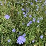 Cichorium intybusŽiedas