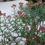 Crassula sarcocaulis Flower