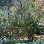 Cyperus giganteus 叶