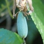 Passiflora tripartita Fruit