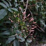 Jasminum polyanthum Flower