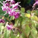 Epimedium