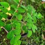 Moringa oleiferaList