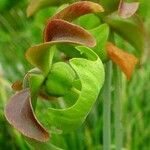 Sarracenia purpurea Квітка