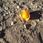 Physalis viscosa Frucht