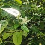 Kopsia singapurensis Hoja