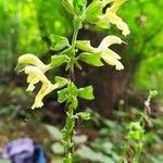 Salvia glutinosa Blomma