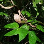 Schnella guianensis 葉