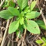 Petunia integrifolia ᱥᱟᱠᱟᱢ