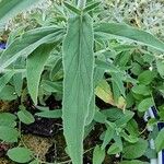 Epilobium parviflorumHostoa