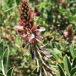 Indigofera schimperi Flower