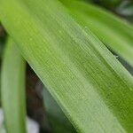 Agapanthus africanus Листок