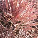 Ferocactus cylindraceus Blad