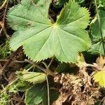 Alchemilla glabra Blad