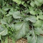 Brassica juncea Blatt