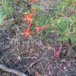 Ipomopsis aggregata Flower