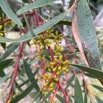 Eucalyptus paucifloraYaprak